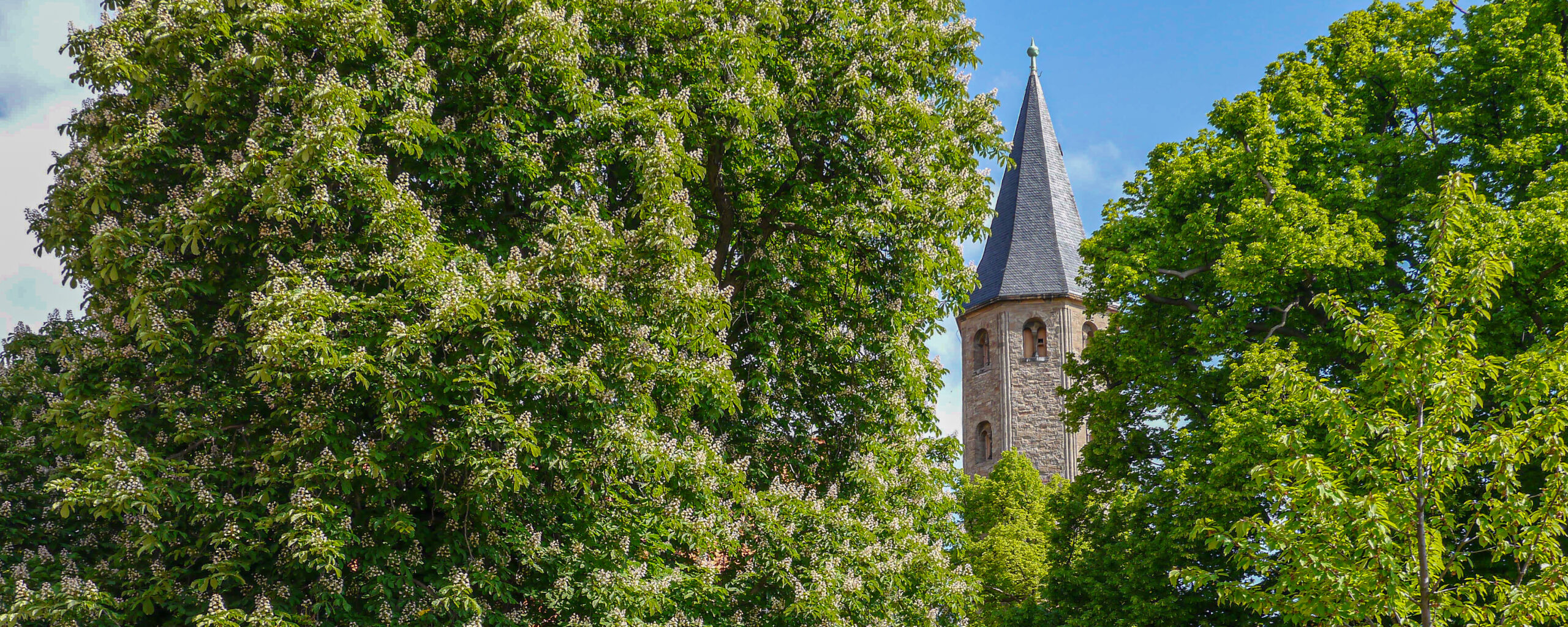Ein steinerner Kirchturm mit einem spitzen Dach erhebt sich über dichten grünen Bäumen unter einem strahlend blauen Himmel.